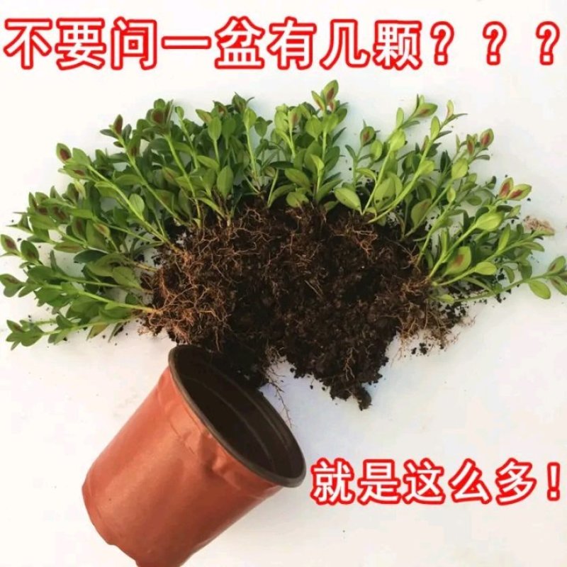 金鱼吊兰金鱼花苗亲嘴鱼口红吊兰四季常青花卉室内盆栽绿植吸