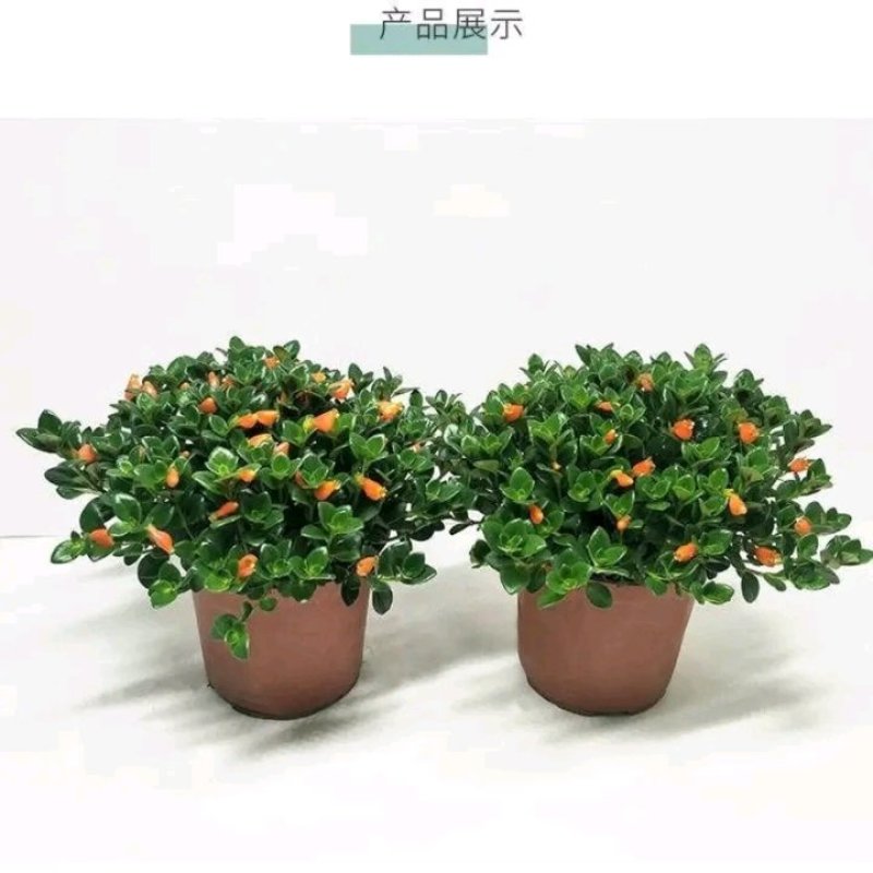 金鱼吊兰金鱼花苗亲嘴鱼口红吊兰四季常青花卉室内盆栽绿植吸