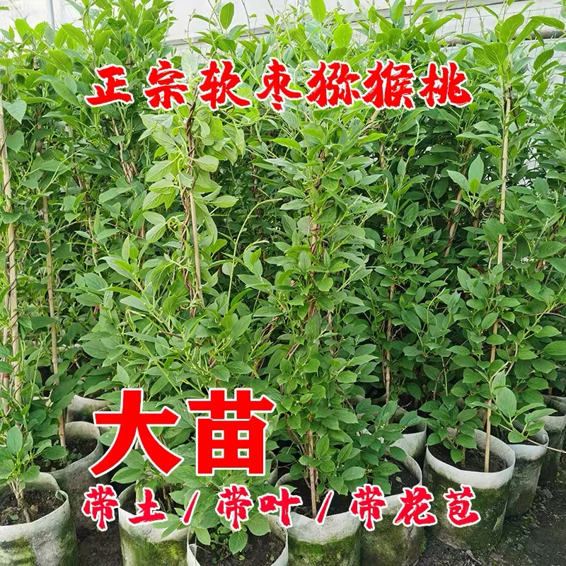 软枣猕猴桃苗盆栽带果发货基地直发多个品种包邮