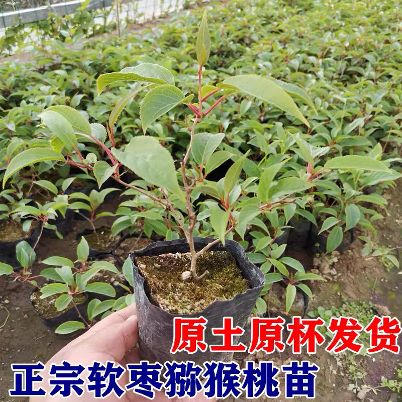 软枣猕猴桃苗盆栽带果发货基地直发多个品种包邮