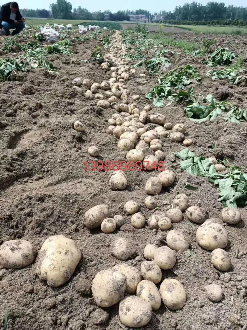 荷兰十五土豆