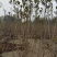黄栌