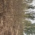 黄栌