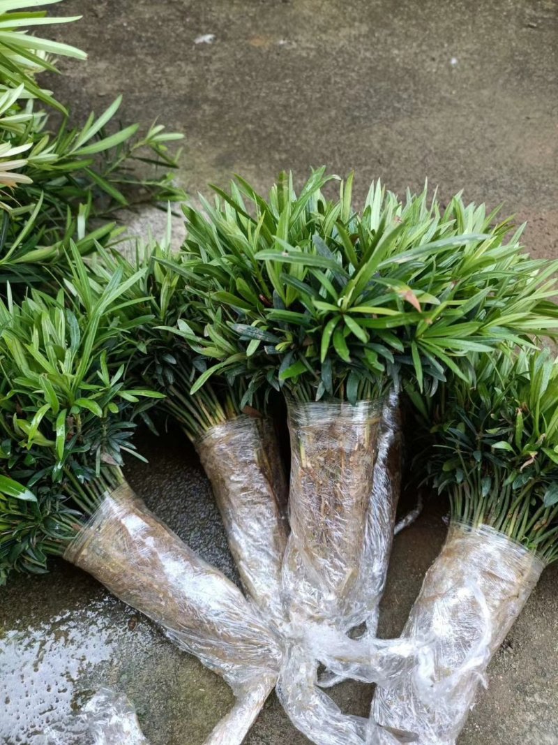 罗汉松苗，芽苗，大苗，罗汉松球