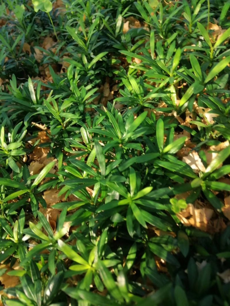罗汉松苗，芽苗，大苗，罗汉松球