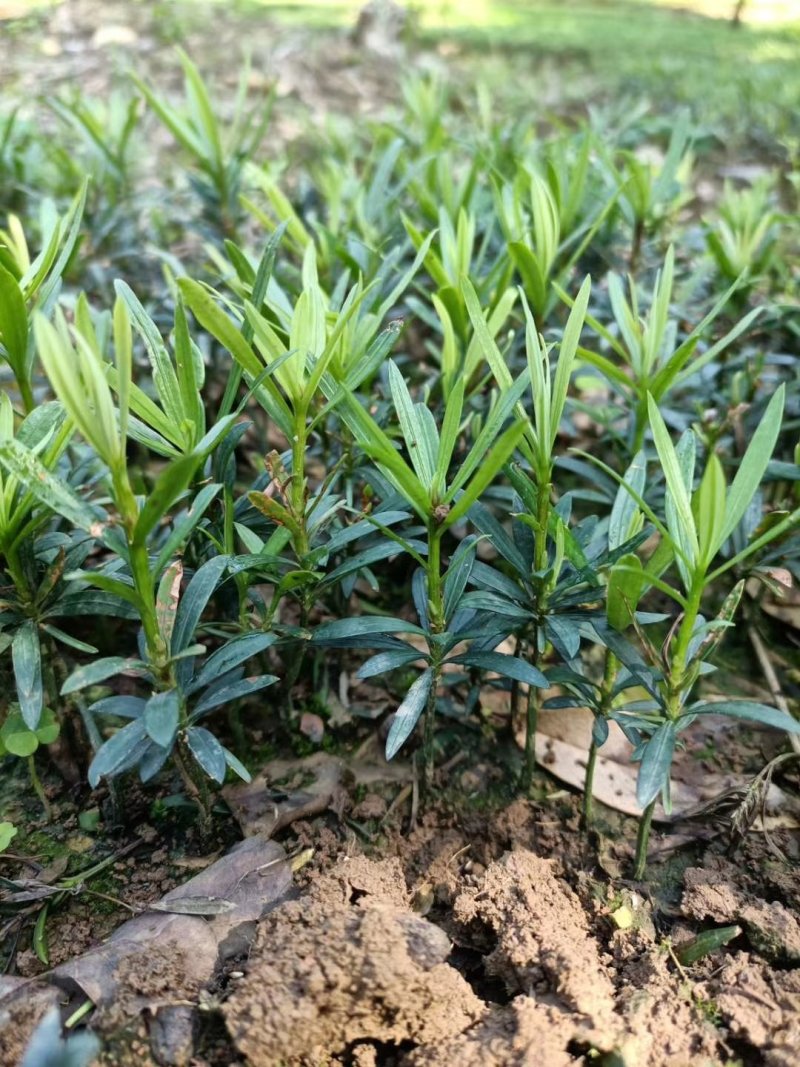 罗汉松苗，芽苗，大苗，罗汉松球