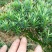 罗汉松苗，芽苗，大苗，罗汉松球