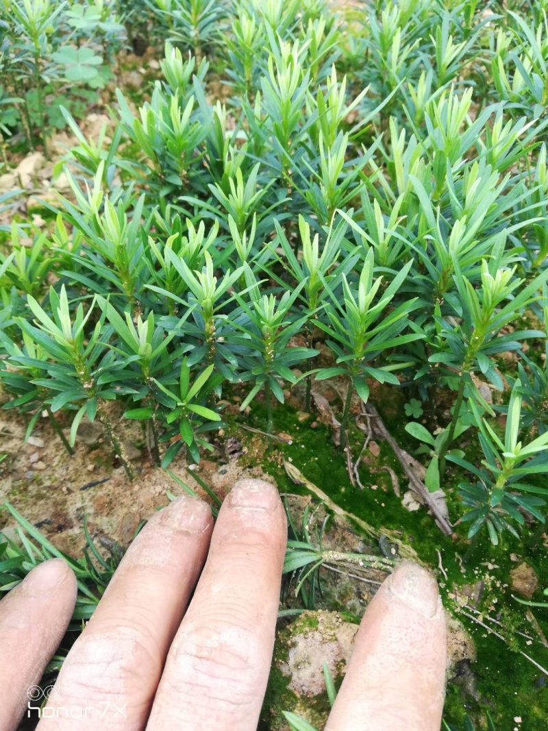 罗汉松苗，芽苗，大苗，罗汉松球