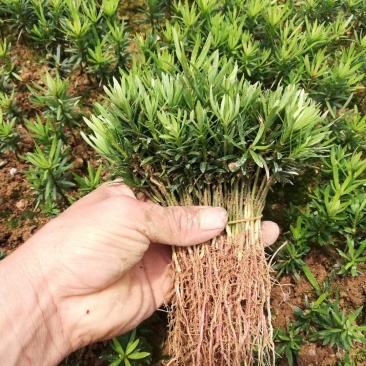 罗汉松苗，芽苗，大苗，罗汉松球