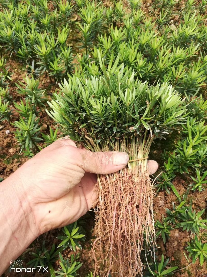 罗汉松苗，芽苗，大苗，罗汉松球