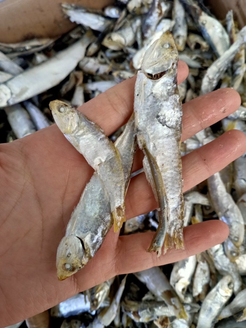 即食海鲫鱼