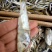 即食海鲫鱼