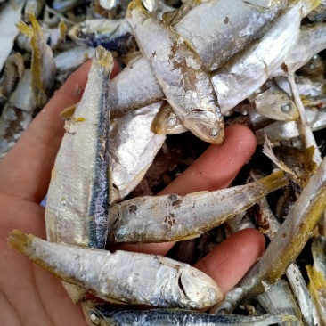 即食海鲫鱼