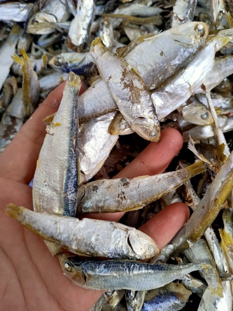 即食海鲫鱼