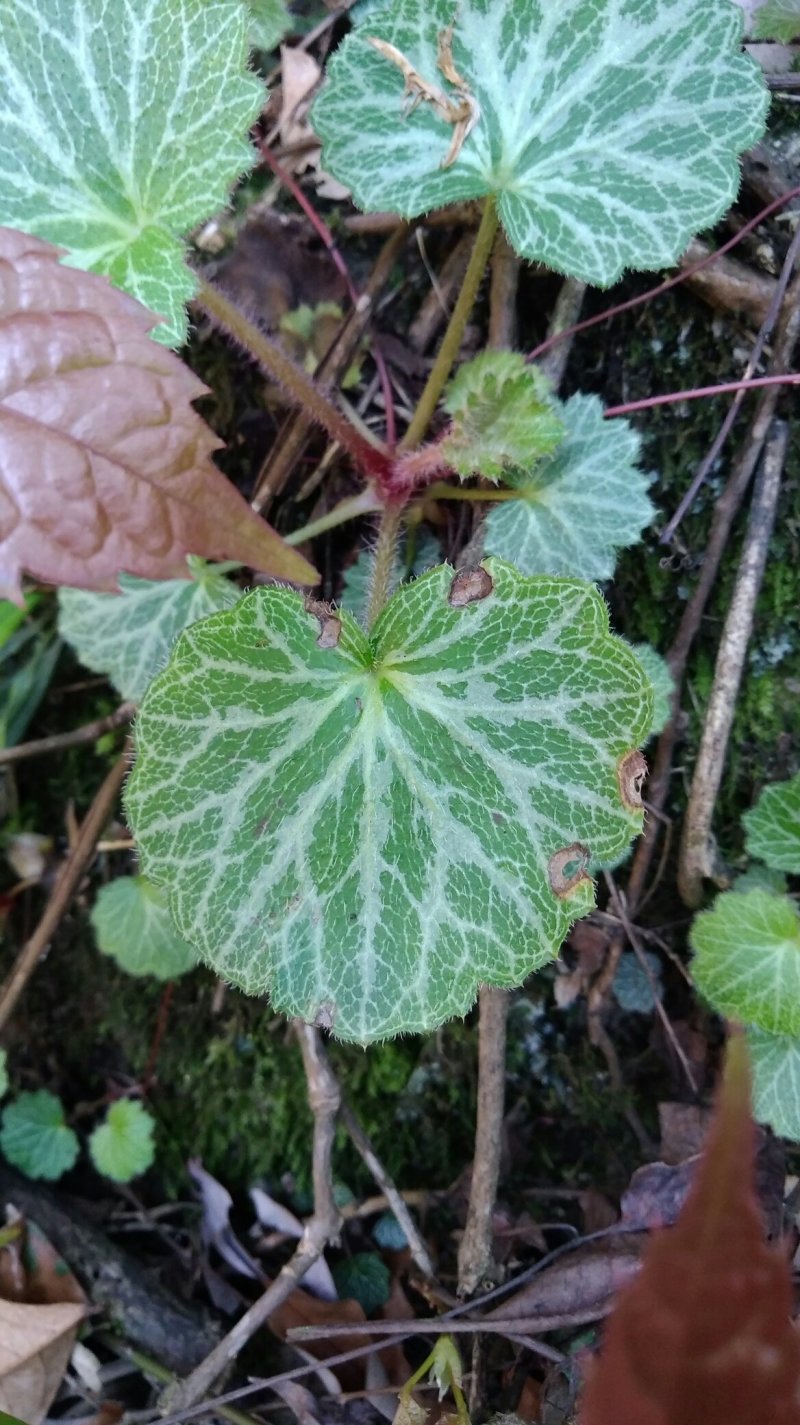 虎耳草-别称猫耳草-中药材