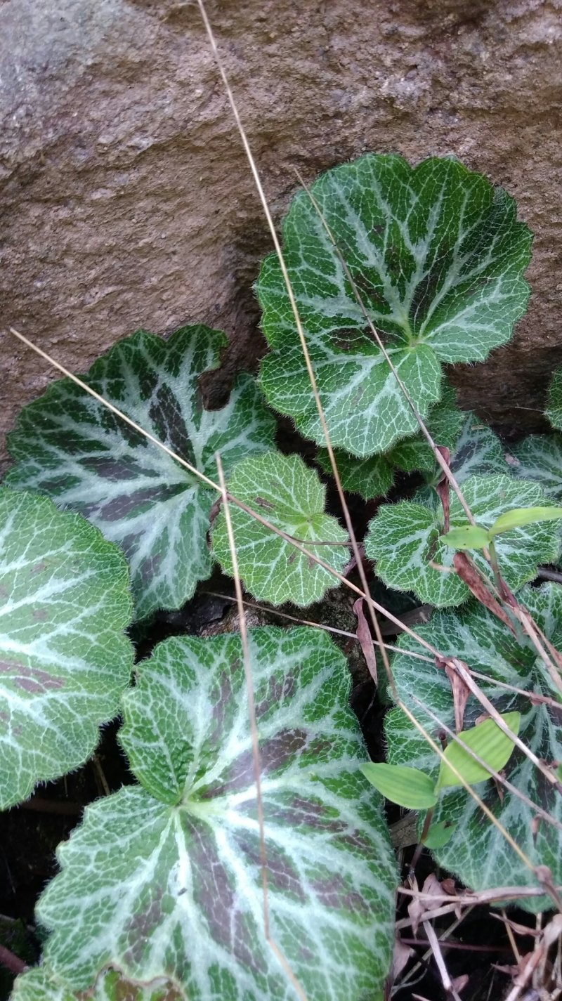 虎耳草-别称猫耳草-中药材