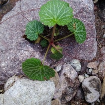 虎耳草-别称猫耳草-中药材