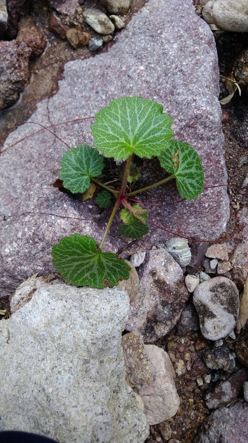 虎耳草-别称猫耳草-中药材