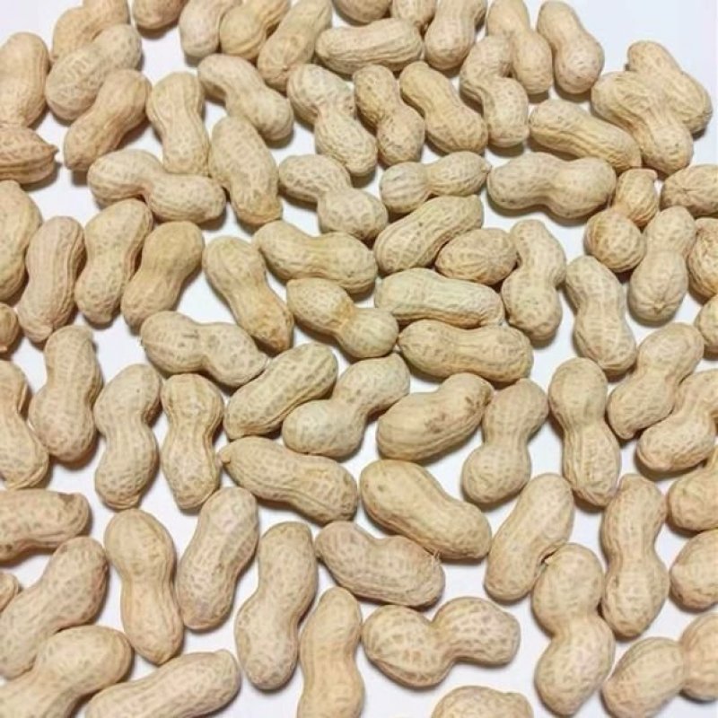 河南天府花生带壳花生米5斤一件铁锅炒花生小粒包邮一件代发