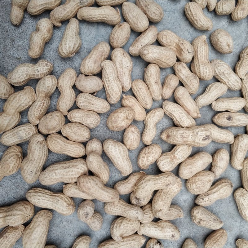 河南天府花生带壳花生米5斤一件铁锅炒花生小粒包邮一件代发