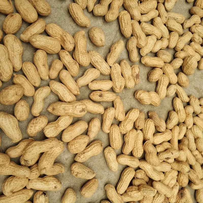 河南天府花生带壳花生米5斤一件铁锅炒花生小粒包邮一件代发