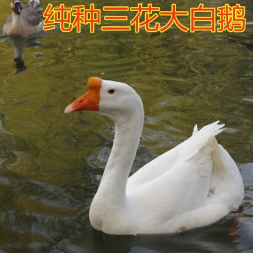 大三花老鹅急出售，现货一千只左右