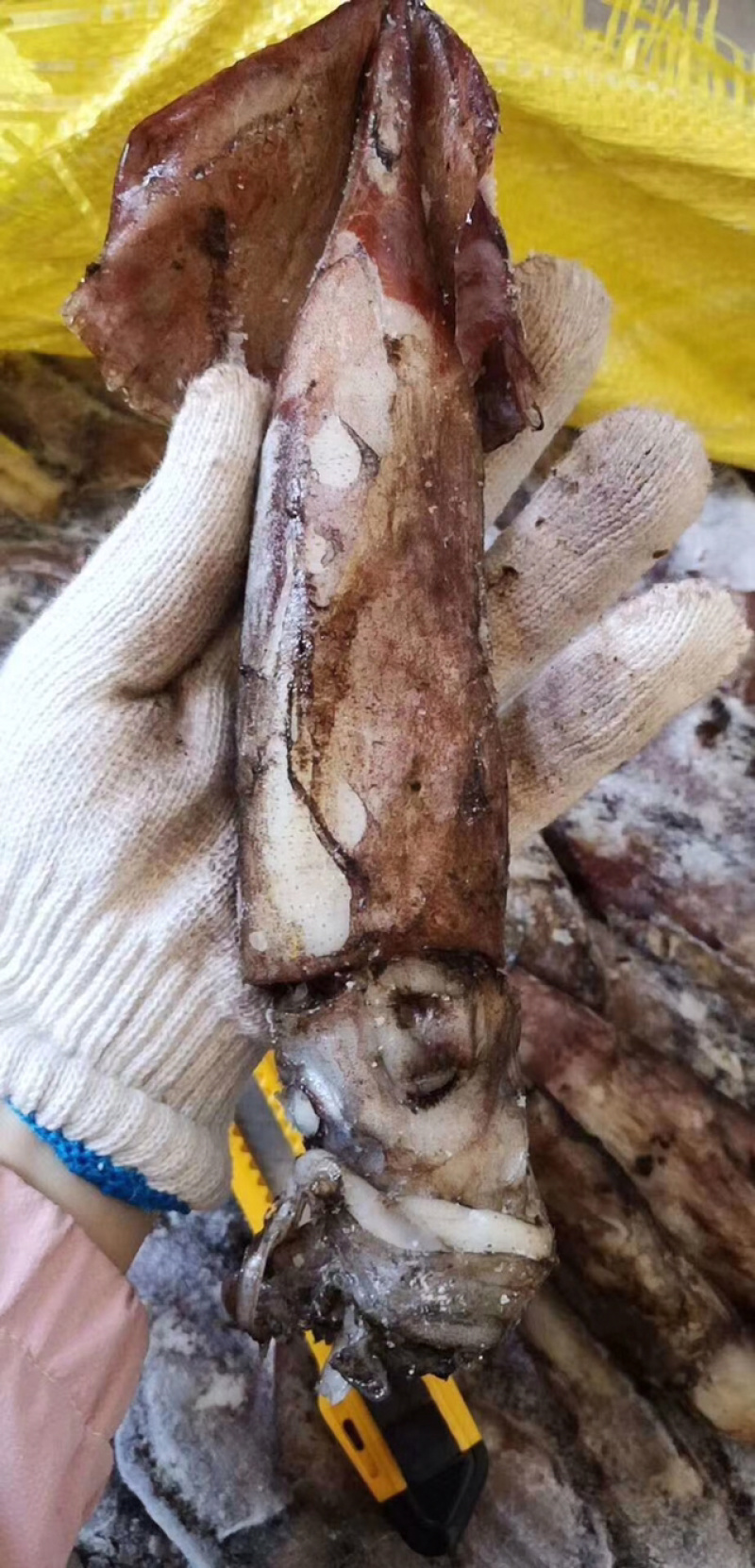 印度洋鱿鱼自己的鱿鱼需要联系