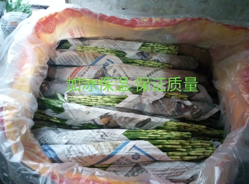 海南基地富贵竹观音竹莲花竹带根发货50公分高