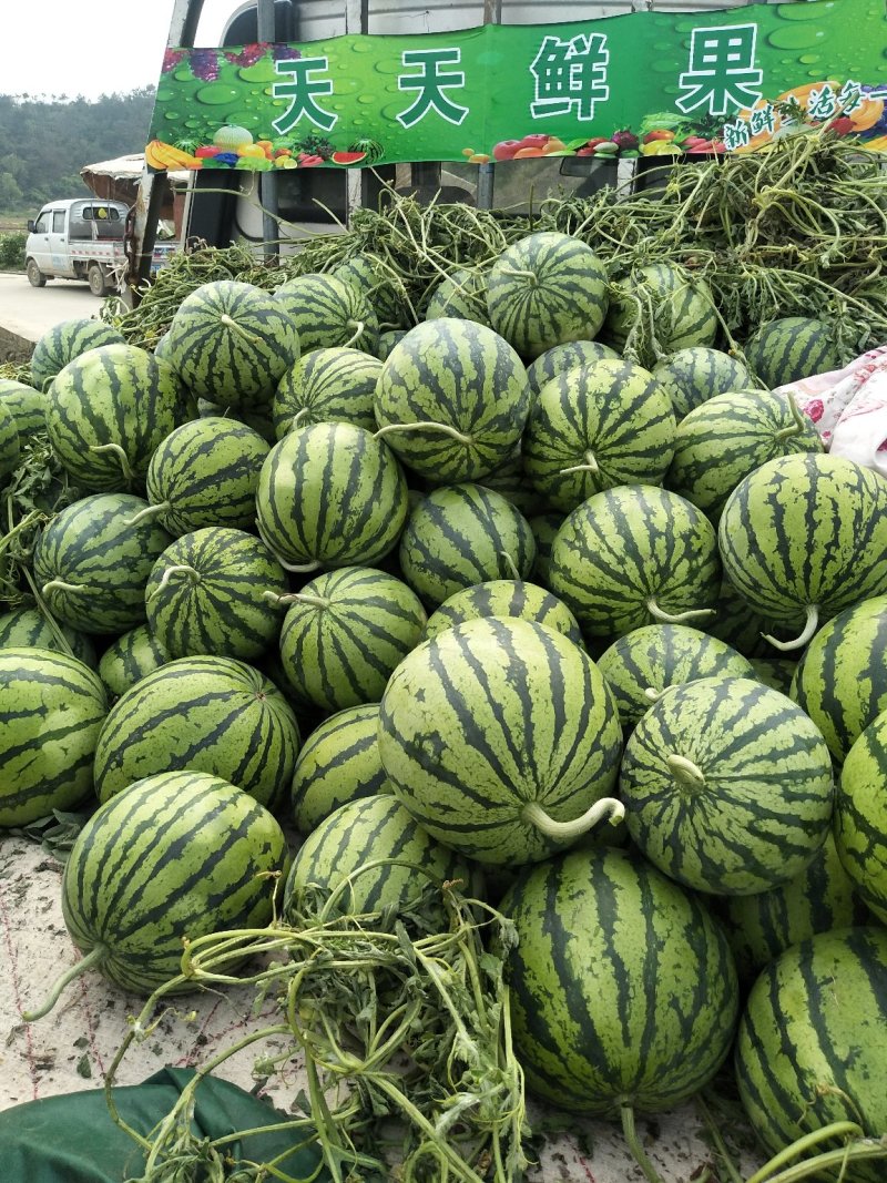 8424西瓜浙江台州西瓜批发量大高品质诚信经营