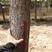 精品国槐绿化树木，5-10公分10-15公分定值树木