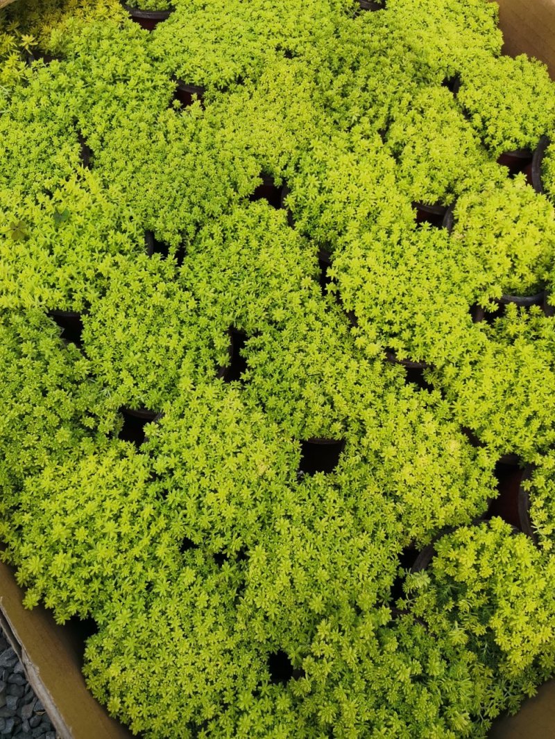 多肉黄金草基地直发