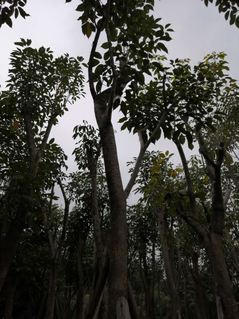 红花多花风铃木全冠移植各种规格齐全