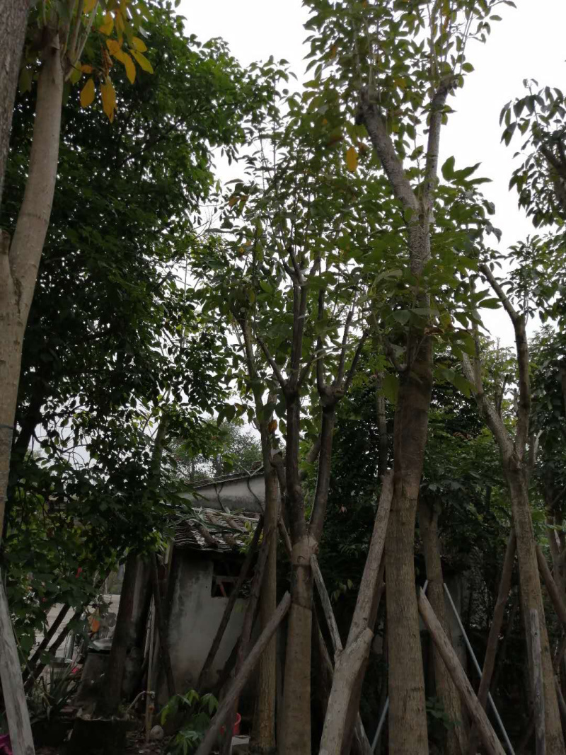 红花多花风铃木全冠移植各种规格齐全