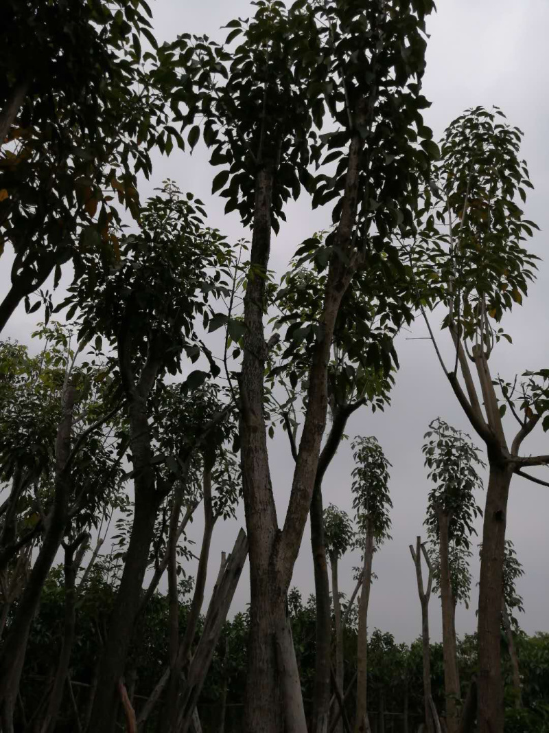 红花多花风铃木全冠移植各种规格齐全