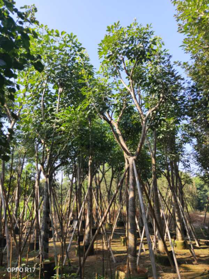 红花多花风铃木全冠移植各种规格齐全