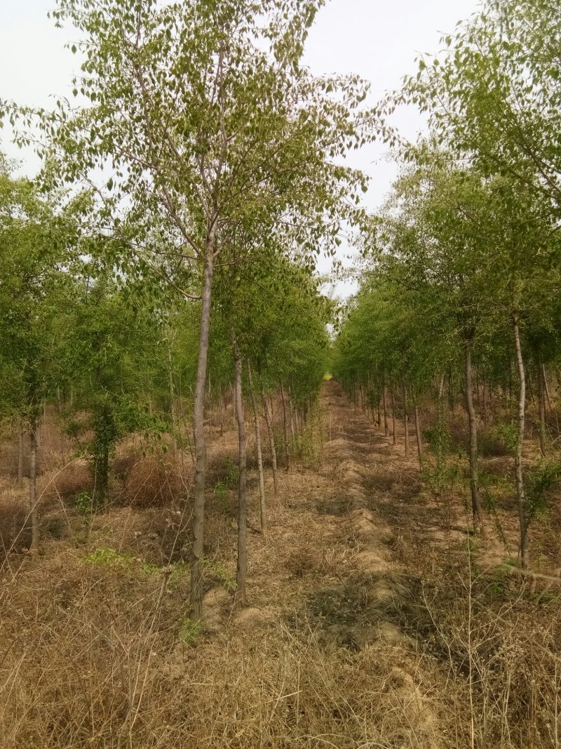 金丝棉木大量供应大小都有