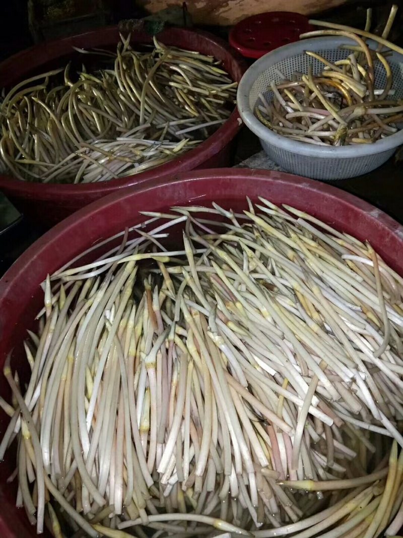 长沙本地藕带大量上市。