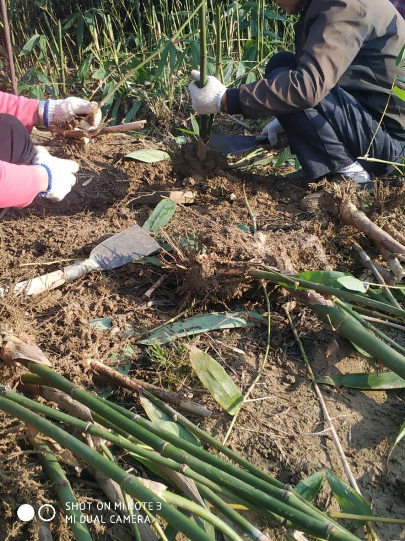 广东省英德市麻竹苗台湾麻竹苗易种植易成活高产量