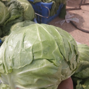 甘菜
