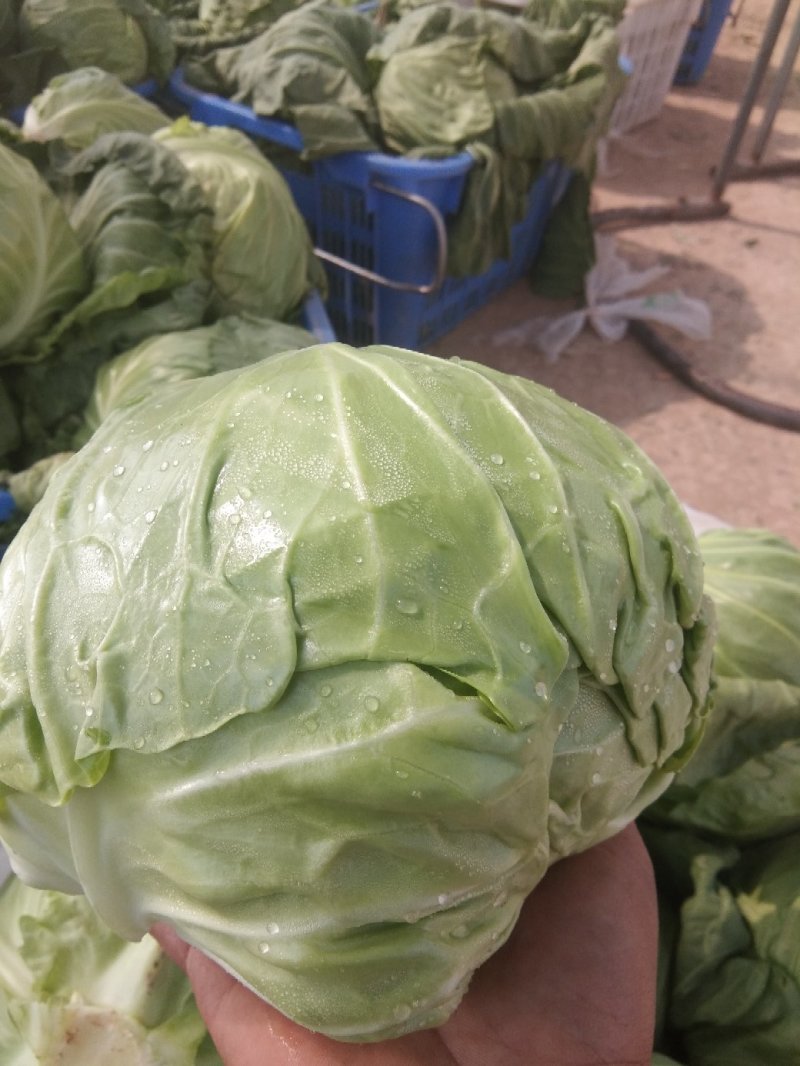 甘菜