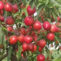 结束中油4号油桃1.5两以上