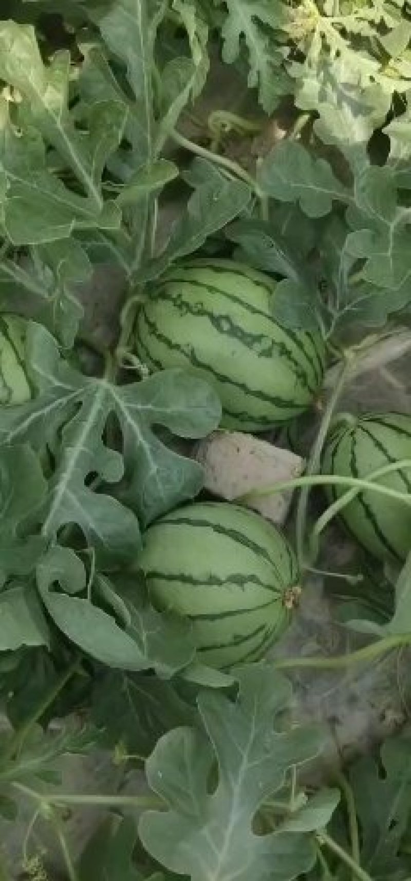 8424西瓜头茬无籽包熟包甜6斤打底产地直发！