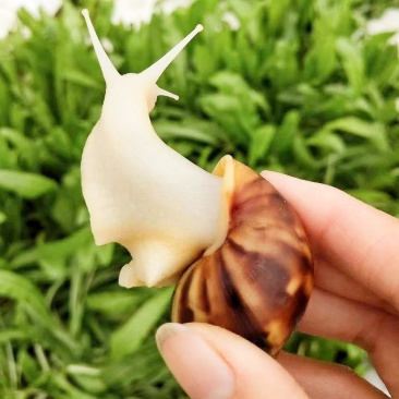 蜗牛大全