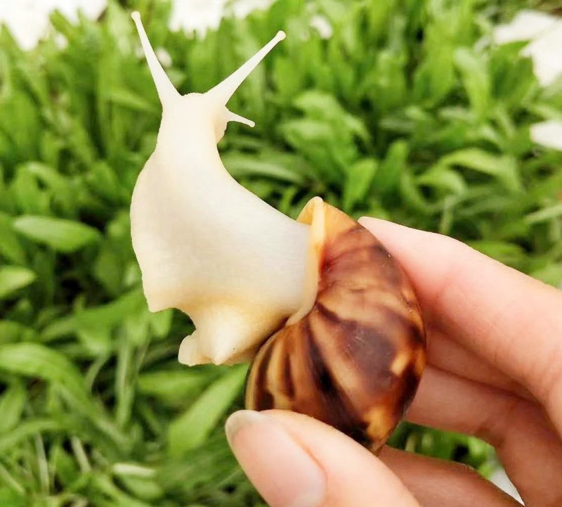 蜗牛大全