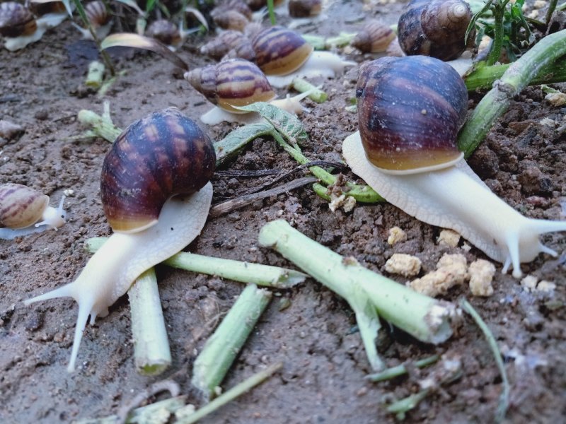 蜗牛大全