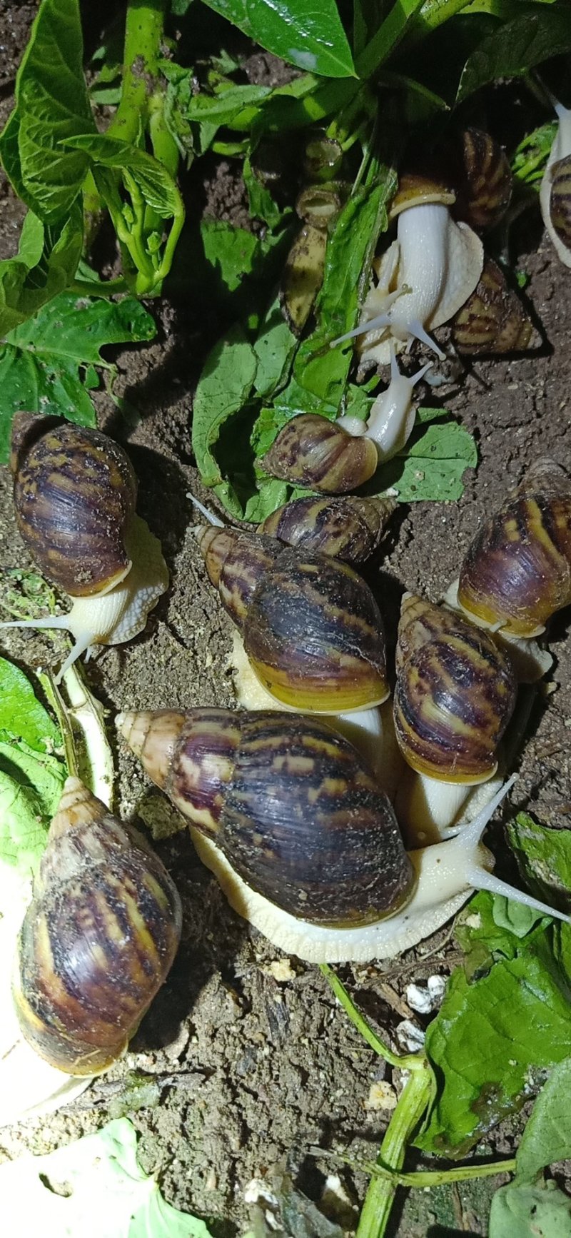 蜗牛大全