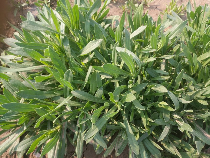 优质面条菜，现割现走，支持货物直达