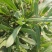 优质面条菜，现割现走，支持货物直达