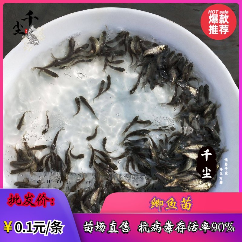 鲫鱼苗中科三号鲫鱼苗东北鲫彭泽鲫中科五号鲫鱼苗