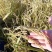 东北稻花香/长粒香/珍珠米19年新米/超市专供